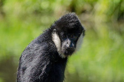 Male Northern white-cheeked gibbon portrait, Zoo Parc Overloon  Europe,Netherlands,Nomascus leucogenys,Northern white-cheeked gibbon,Zoo Parc Overloon