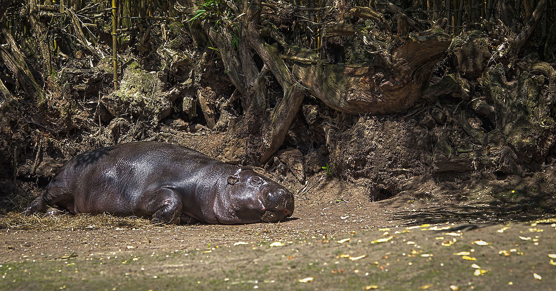 Pygmy Hippopotamus as sleeping beauty, Zoo Parc Overloon  Choeropsis liberiensis,Europe,Netherlands,Pygmy Hippopotamus,Zoo Parc Overloon