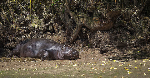 Pygmy Hippopotamus as sleeping beauty, Zoo Parc Overloon  Choeropsis liberiensis,Europe,Netherlands,Pygmy Hippopotamus,Zoo Parc Overloon