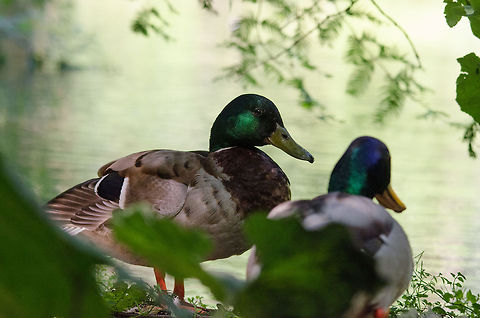 Secret Mallard meeting "So then I showed her my nest and she totally was like...wait..." Anas platyrhynchos,Europe,Mallard,Netherlands,Zoo Parc Overloon