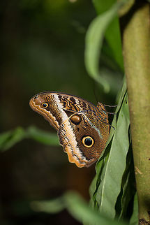 JungleDragon donates to the butterfly foundation! JungleDragon donates to wildlife charities for every 1,000 photos shared on the site. This time we crossed the 17,000 photos milestone. The donation target was selected based on this puzzle:
http://www.jungledragon.com/image/17767/spot_the_species.html
Ellen de Koster won that challenge, so she was in charge of deciding on the donation target. She picked the "Vlinder Stichting" (Butterfly Donation), an organization in the Netherlands which aims to protect and recover the butterfly and dragonfly species. JungleDragon just donated 75 EURO to that organization.  Caligo atreus,Donations,Europe,Leidschedam,Macro,Netherlands,Vlinders aan de Vliet,Yellow-edged Giant Owl