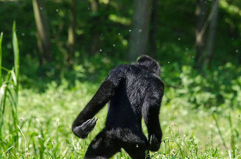 How real men walk (male Northern white-cheeked gibbon)  Europe,Netherlands,Nomascus leucogenys,Northern white-cheeked gibbon,Zoo Parc Overloon