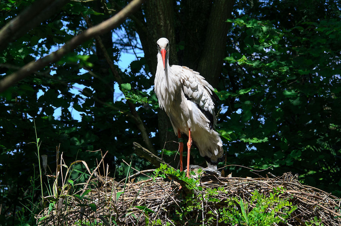 White Stork on giant nest, Zoo Parc Overloon  Ciconia ciconia,Europe,Netherlands,White Stork,Zoo Parc Overloon
