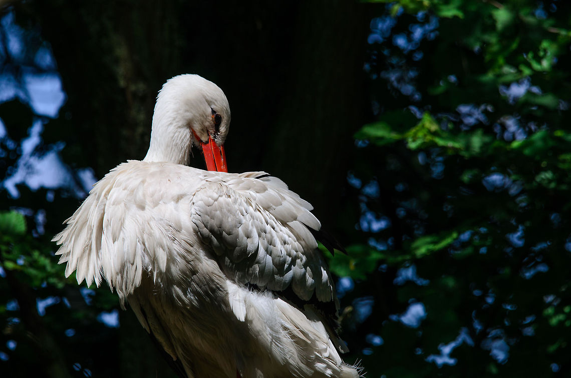 White Stork picking feathers under the full sun, Zoo Parc Overloon  Ciconia ciconia,Europe,Netherlands,White Stork,Zoo Parc Overloon