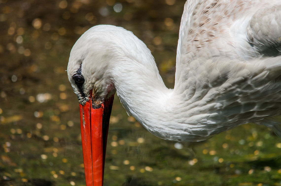 White Stork lipstick This one&#039;s bill really is this red, I did not mess with the saturation. Ciconia ciconia,Europe,Netherlands,White Stork,Zoo Parc Overloon