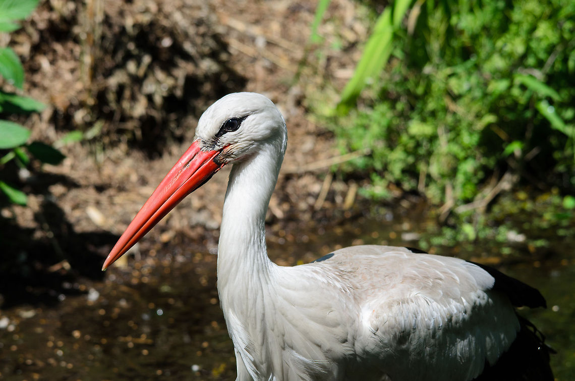 White stork closeup, Zoo Parc Overloon  Ciconia ciconia,Europe,Netherlands,White Stork,Zoo Parc Overloon