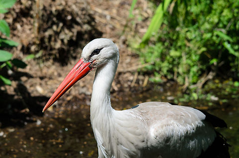 White stork closeup, Zoo Parc Overloon  Ciconia ciconia,Europe,Netherlands,White Stork,Zoo Parc Overloon