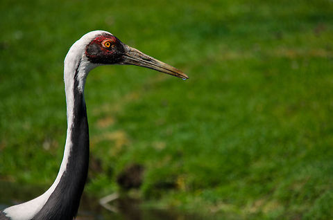White-naped Crane, Zoo Parc Overloon  Europe,Grus vipio,Netherlands,White-naped Crane,Zoo Parc Overloon