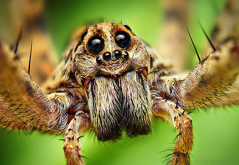 Portrait of a Hogna Wolf Spider By Thomas Shahan (http://thomasshahan.com) Arthropoda,Hogna radiata,Insects,Macro,Spider,United States of America