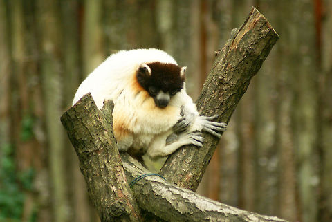 Golden-crowned sifaka (Propithecus tattersalli) Captured in the Apenheul primate park, the Netherlands. This is a lemur typically only native to Madagascar. Apenheul,Golden-crowned sifaka,Lemur,Monkeys,Propithecus tattersalli