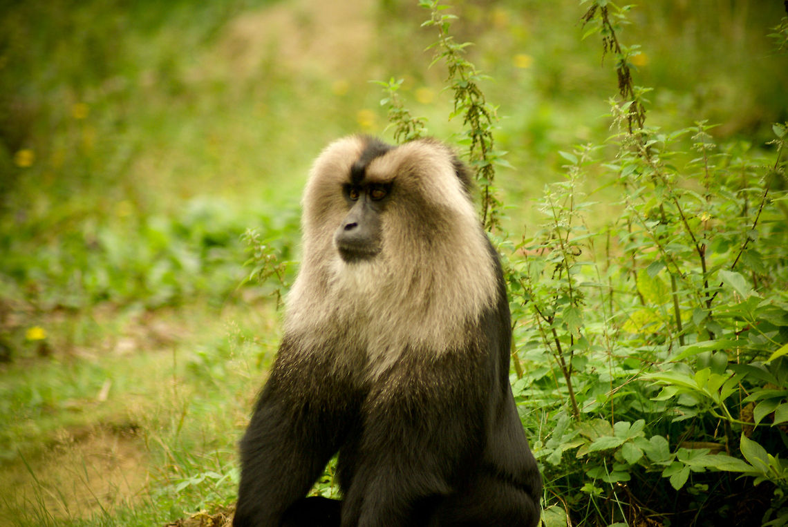 Lion-tailed macaque (Macaca silenus) The kind oversees his little empire in the Apenheul primate park, the Netherlands. Apenheul,Lion-tailed macaque,Macaca silenus,Macaque,Monkeys