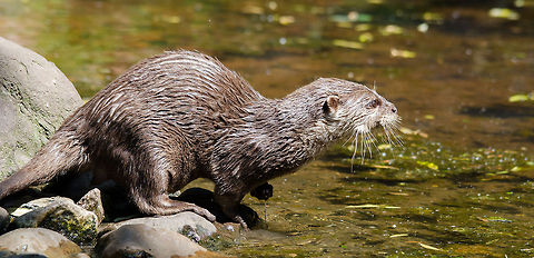 Oriental small-clawed otter fully focused on food, Zoo Parc Overloon  Aonyx cinerea,Europe,Netherlands,Oriental small-clawed otter,Zoo Parc Overloon