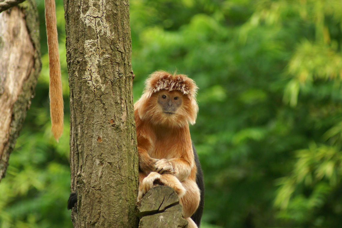 Javan lutung (Trachypithecus auratus) The Javan Lutung is a friendly, social herbivore monkey that is currently in a threatened state. I find it to be an exceptionally beautiful animal. Apenheul,Javan lutung,Monkeys,Trachypithecus auratus