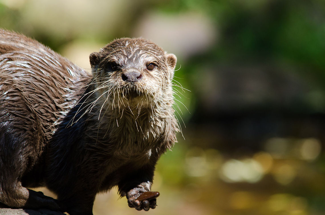 Oriental small-clawed otter shows pebble in Zoo Parc Overloon  Aonyx cinerea,Europe,Netherlands,Oriental small-clawed otter,Zoo Parc Overloon