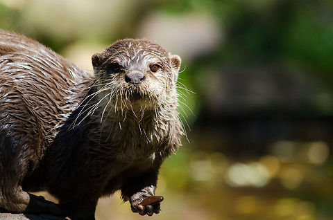 Oriental small-clawed otter shows pebble in Zoo Parc Overloon Aonyx cinerea,Europe,Netherlands,Oriental small-clawed otter,Zoo Parc Overloon