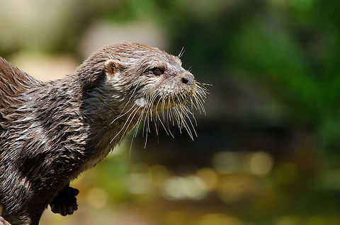 Oriental small-clawed otter closeup side view,  Zoo Parc Overloon  Aonyx cinerea,Europe,Netherlands,Oriental small-clawed otter,Zoo Parc Overloon