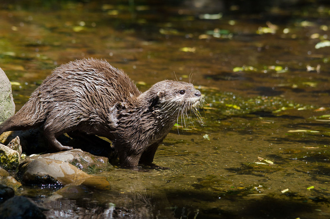 Oriental small-clawed otter full body view, Zoo Parc Overloon  Aonyx cinerea,Europe,Netherlands,Oriental small-clawed otter,Zoo Parc Overloon