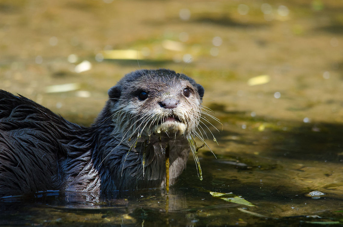 Oriental small-clawed otter watchful from water, Zoo Parc Overloon I hope you don&#039;t mind me posting several perspectives of these highly active and fun-to-watch otters. Aonyx cinerea,Europe,Netherlands,Oriental small-clawed otter,Zoo Parc Overloon