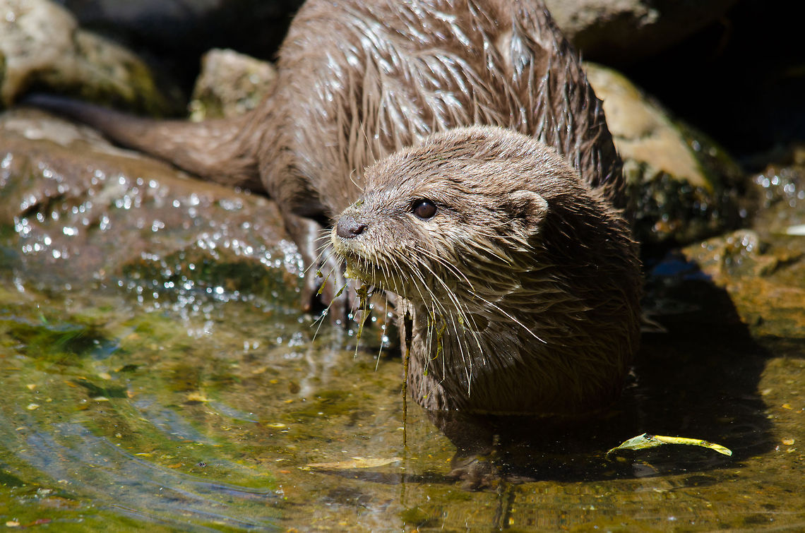 Oriental small-clawed otter frontal closeup, Zoo Parc Overloon  Aonyx cinerea,Europe,Netherlands,Oriental small-clawed otter,Zoo Parc Overloon