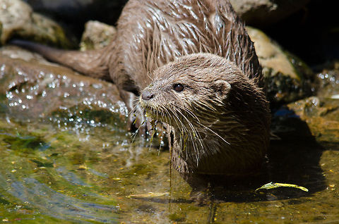Oriental small-clawed otter frontal closeup, Zoo Parc Overloon  Aonyx cinerea,Europe,Netherlands,Oriental small-clawed otter,Zoo Parc Overloon