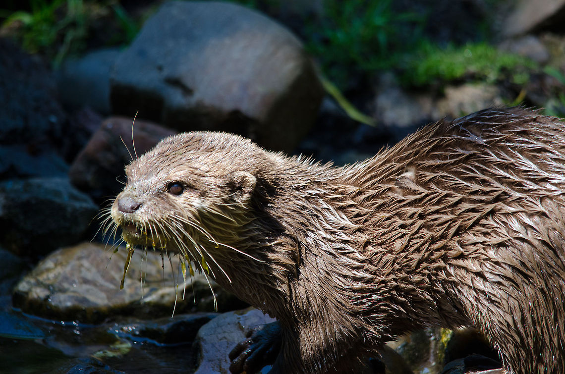 Slick Oriental small-clawed otter, Zoo Parc Overloon  Aonyx cinerea,Europe,Netherlands,Oriental small-clawed otter,Zoo Parc Overloon