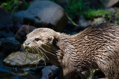 Slick Oriental small-clawed otter, Zoo Parc Overloon  Aonyx cinerea,Europe,Netherlands,Oriental small-clawed otter,Zoo Parc Overloon