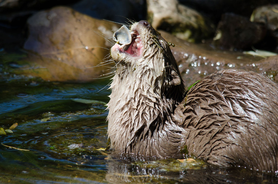 Oriental small-clawed otter juggling shell during feeding time, Zoo Parc Overloon  Aonyx cinerea,Europe,Netherlands,Oriental small-clawed otter,Zoo Parc Overloon
