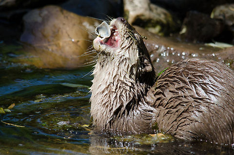 Oriental small-clawed otter juggling shell during feeding time, Zoo Parc Overloon  Aonyx cinerea,Europe,Netherlands,Oriental small-clawed otter,Zoo Parc Overloon
