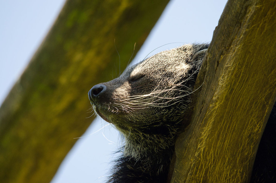 Closeup of sleeping binturong, Zoo Parc Overloon  Arctictis binturong,Binturong,Europe,Netherlands,Zoo Parc Overloon