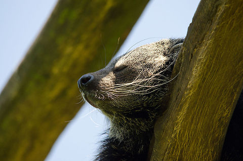 Closeup of sleeping binturong, Zoo Parc Overloon  Arctictis binturong,Binturong,Europe,Netherlands,Zoo Parc Overloon