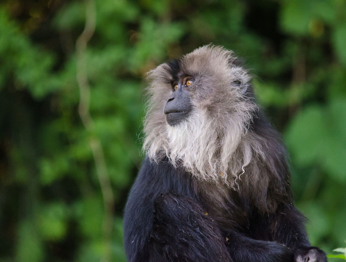 Lion-tailed macaque, Zoo Parc Overloon Fun fact: these monkeys have an enlarged mouth (cheeks) that allows them to carry food to a quiet place for eating.  Europe,Lion-tailed macaque,Macaca silenus,Netherlands,Zoo Parc Overloon