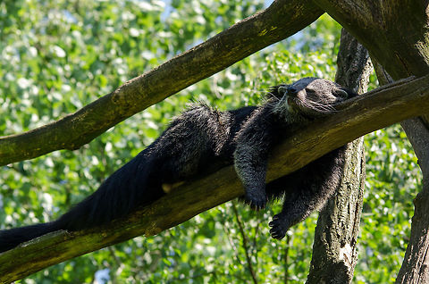 Binturong having a daytime nap in Zoo Parc Overloon  Arctictis binturong,Binturong,Europe,Netherlands,Zoo Parc Overloon