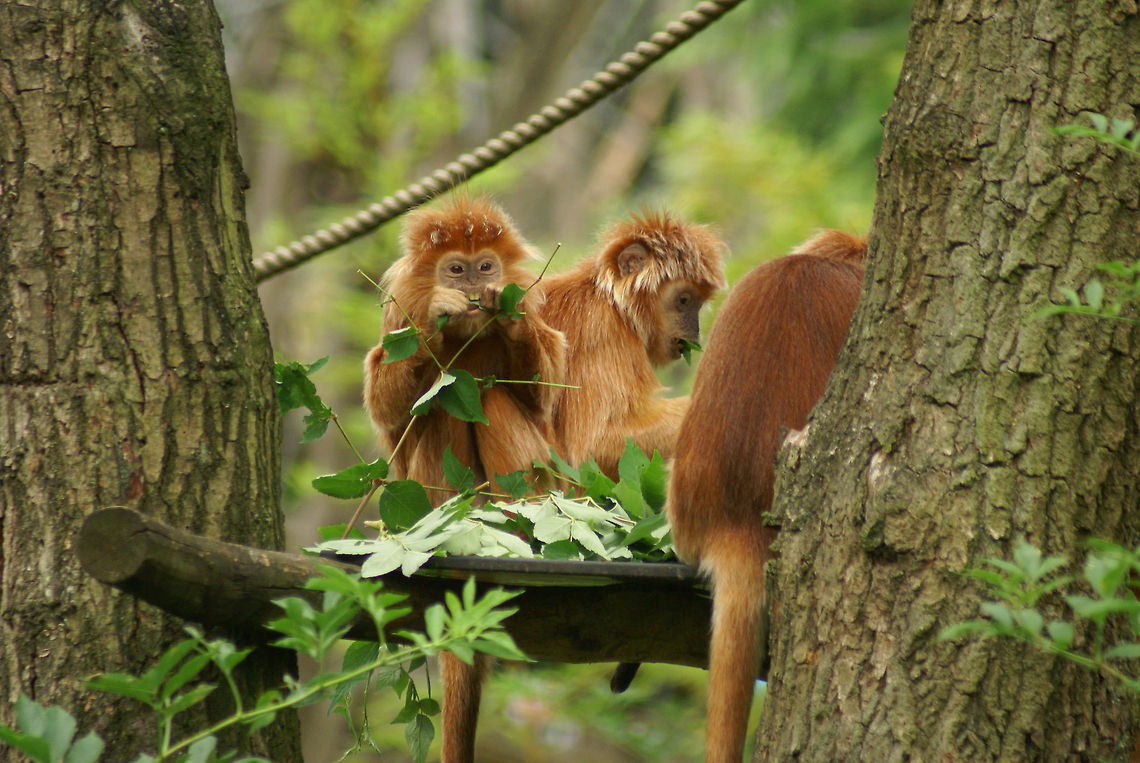 Javan lutung babies snacking on leafs A group of young Javan lutungs in the Apenheul primate park in the Netherlands having lunch. Zoom in to check the baby&#039;s teeth. Apenheul,Javan lutung,Monkeys,Trachypithecus auratus