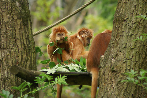 Javan lutung babies snacking on leafs A group of young Javan lutungs in the Apenheul primate park in the Netherlands having lunch. Zoom in to check the baby's teeth. Apenheul,Javan lutung,Monkeys,Trachypithecus auratus