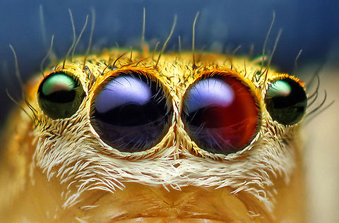 Anterior Median and Anterior Lateral Eyes of a Female Maevia inclemens Jumping Spider By Thomas Shahan (http://thomasshahan.com) Araneae,Arthropoda,Insects,Macro,Maevia inclemens,Spider,United States of America