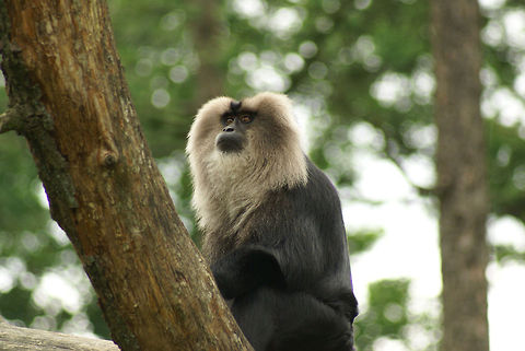 Lion-tailed macaque (Macaca silenus) in tree A male lion-tailed macaque in a tree at the Apenheul primate park, the Netherlands. Call me crazy but I like to focus on their and try to see what this monkey would look like without the lion hair :) Apenheul,Lion-tailed macaque,Macaca silenus,Macaque,Monkeys