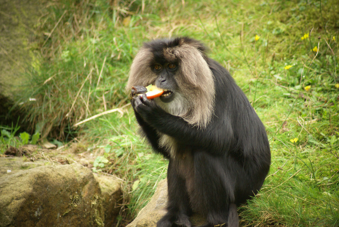 Lion-tailed macaque (Macaca silenus) eating fruit A young lion-tailed macaque snacking on some fruit hastily collected during the lunch feeding at Apenheul primate park, the Netherlands. Apenheul,Lion-tailed macaque,Macaca silenus,Macaque,Monkeys,The Netherlands
