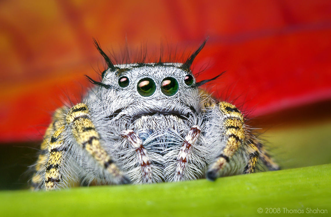 Adult Female Phidippus mystaceus Jumping Spider By Thomas Shahan (http://thomasshahan.com) Arthropoda,Insects,Macro,Phidippus mystaceus,Spider,United States of America