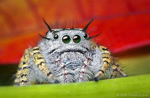 Adult Female Phidippus mystaceus Jumping Spider By Thomas Shahan (http://thomasshahan.com) Arthropoda,Insects,Macro,Phidippus mystaceus,Spider,United States of America