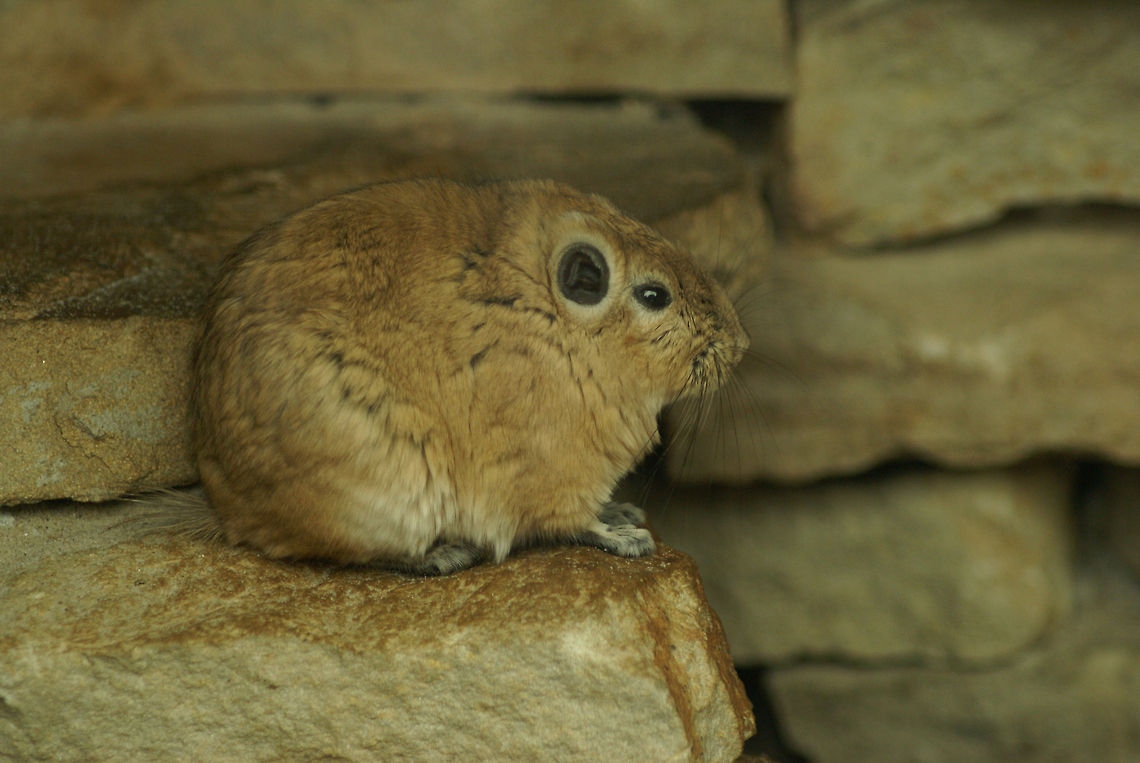 Gundi (Ctenodactylidae Gundi) Gundis are small rodents native to north Africa. They have extremely thick fur and hate to get wet. Apenheul,Common Gundi,Ctenodactylidae Gundi,Ctenodactylus gundi,Gundi,Rodents