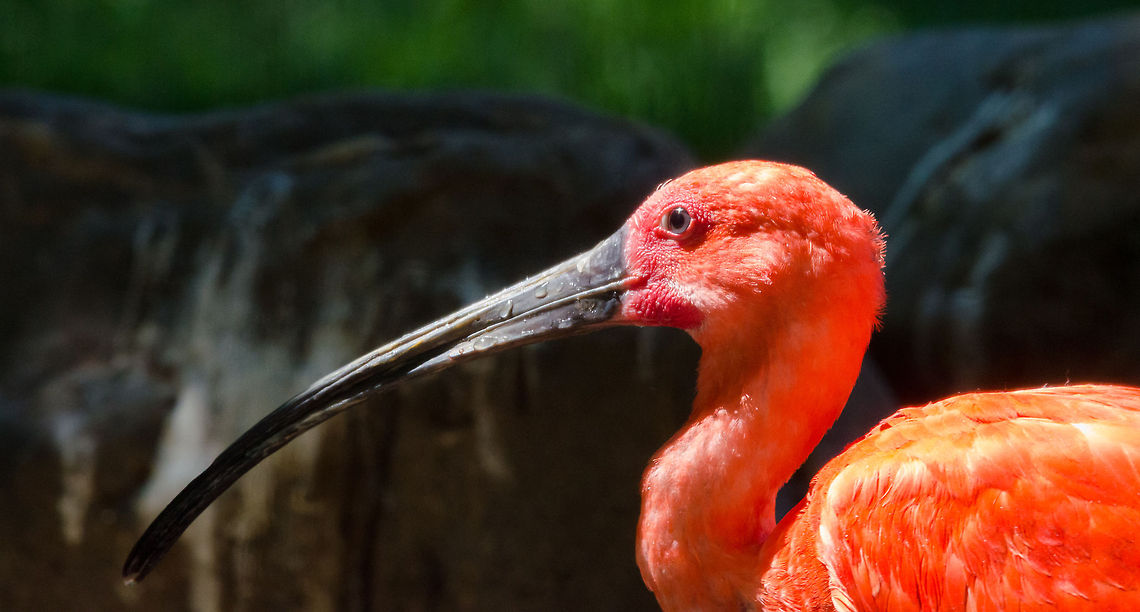 Scarlet Ibis red overdose, Zoo Parc Overloon  Eudocimus ruber,Europe,Netherlands,Scarlet Ibis,Zoo Parc Overloon