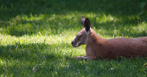 Red kangaroo sunbathing, Zoo Parc Overloon  Europe,Macropus rufus,Netherlands,Red kangaroo,Zoo Parc Overloon