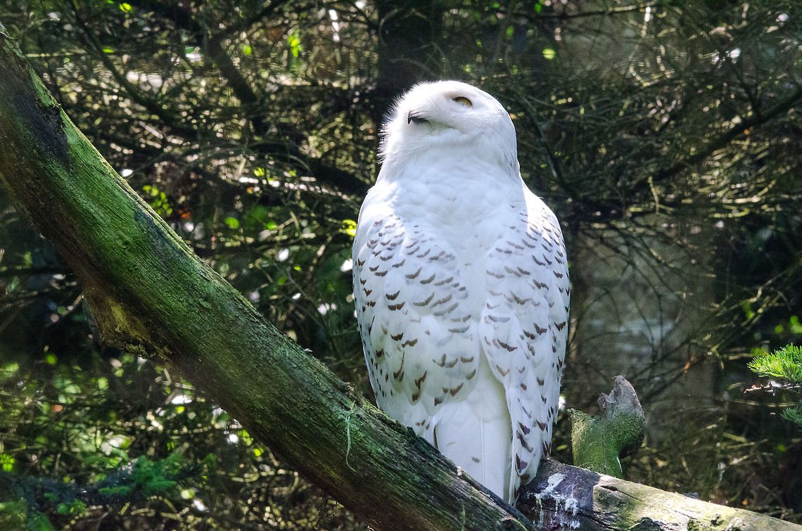 Snowy Owl, Zoo Parc Overoon  Bubo scandiacus,Europe,Netherlands,Snowy Owl,Zoo Parc Overloon