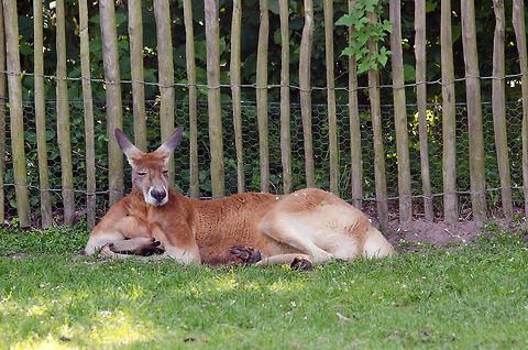 Macho Kangaroo, Zoo Parc Overloon Not a great photo with the fence like that, but the only one I have that shows off the huge arms this one has. Europe,Macropus rufus,Netherlands,Red kangaroo,Zoo Parc Overloon