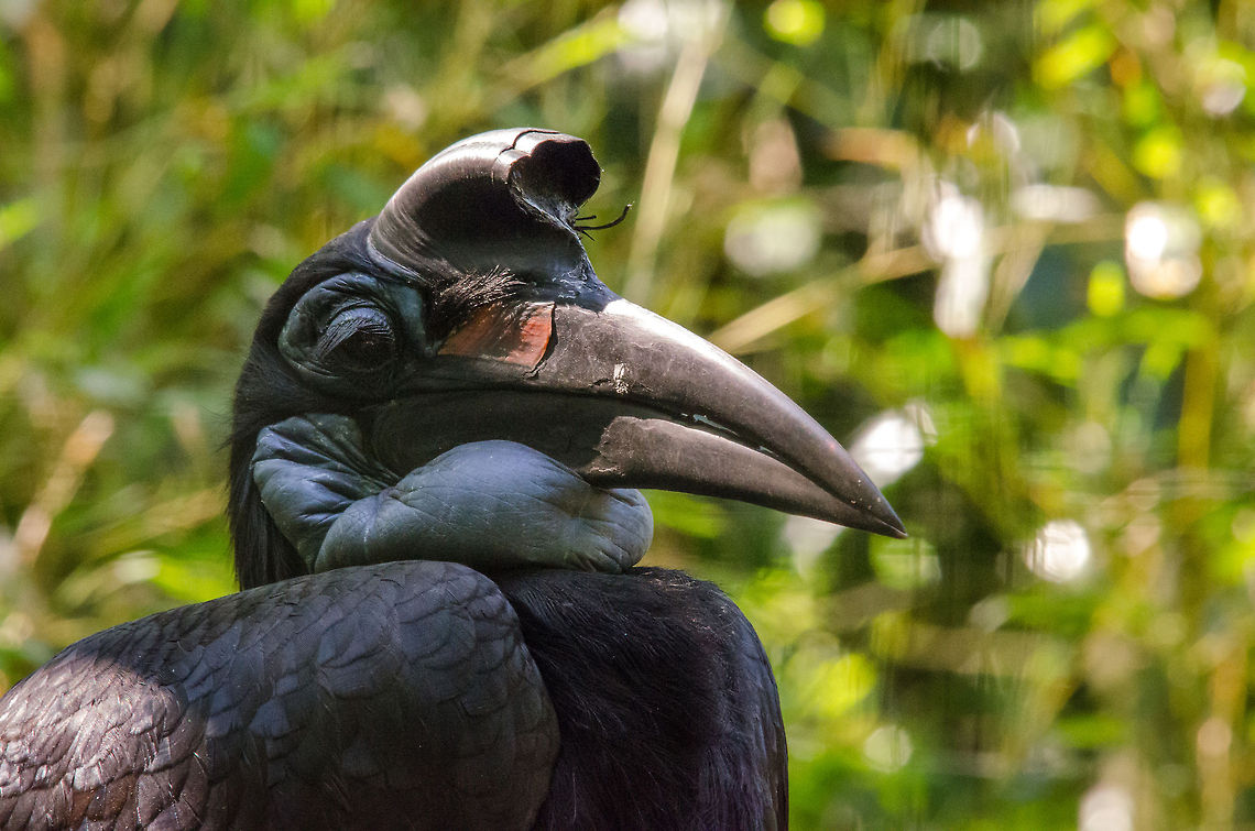 Abyssinian Ground Hornbill, Zoo Parc Overloon  Abyssinian Ground Hornbill,Bucorvus abyssinicus,Europe,Netherlands,Zoo Parc Overloon