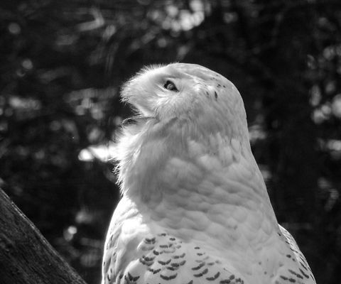 Snowy Owl squeaking (B&W), Zoo Parc Overloon  Bubo scandiacus,Europe,Netherlands,Snowy Owl,Zoo Parc Overloon
