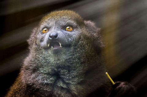 Bamboo heaven These creatures crack me up each time I see them. They are funny by appearance and behavior. In this photo I'm trying to emphasize that they are basically "high" most of the day from processing the toxins in the bamboo that they eat.

This one was taken in Zoo Parc Overloon. A few years back we saw this wild one in Madagascar:
http://www.jungledragon.com/image/9085/jakkie_bah.html
And here's a different species of Bamboo lemur, also found in Madagascar:

http://www.jungledragon.com/image/9512/golden_bamboo_lemur.html Europe,Netherlands,Zoo Parc Overloon