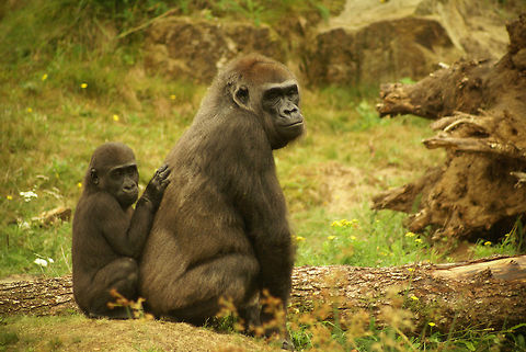 Gorilla mother and baby A baby Gorilla hiding behind its mother in the Apenheul primate park, the Netherlands. Apenheul,Apes,Gorilla,Gorilla gorilla,Mammals,Western gorilla