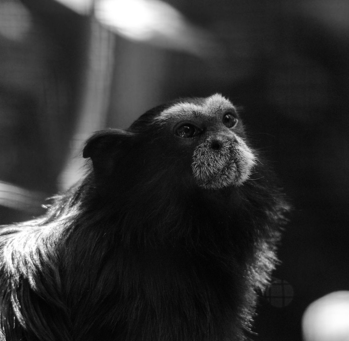 Brown-mantled tamarin in Zoo Parc Overloon Sorry for the poor quality, these tamarins are very dark and were in a dark sheltered cage, making it hard to capture their fast-moving action. Notable about these species is that only the dominant couple of the larger group reproduce and that it is the father that carries around the young. They are omnivores, eating fruits, seeds, small reptiles, and eggs. This particular one is the &quot;weddelli&quot; sub species. Brown-mantled tamarin,Europe,Netherlands,Saguinus fuscicollis,Zoo Parc Overloon