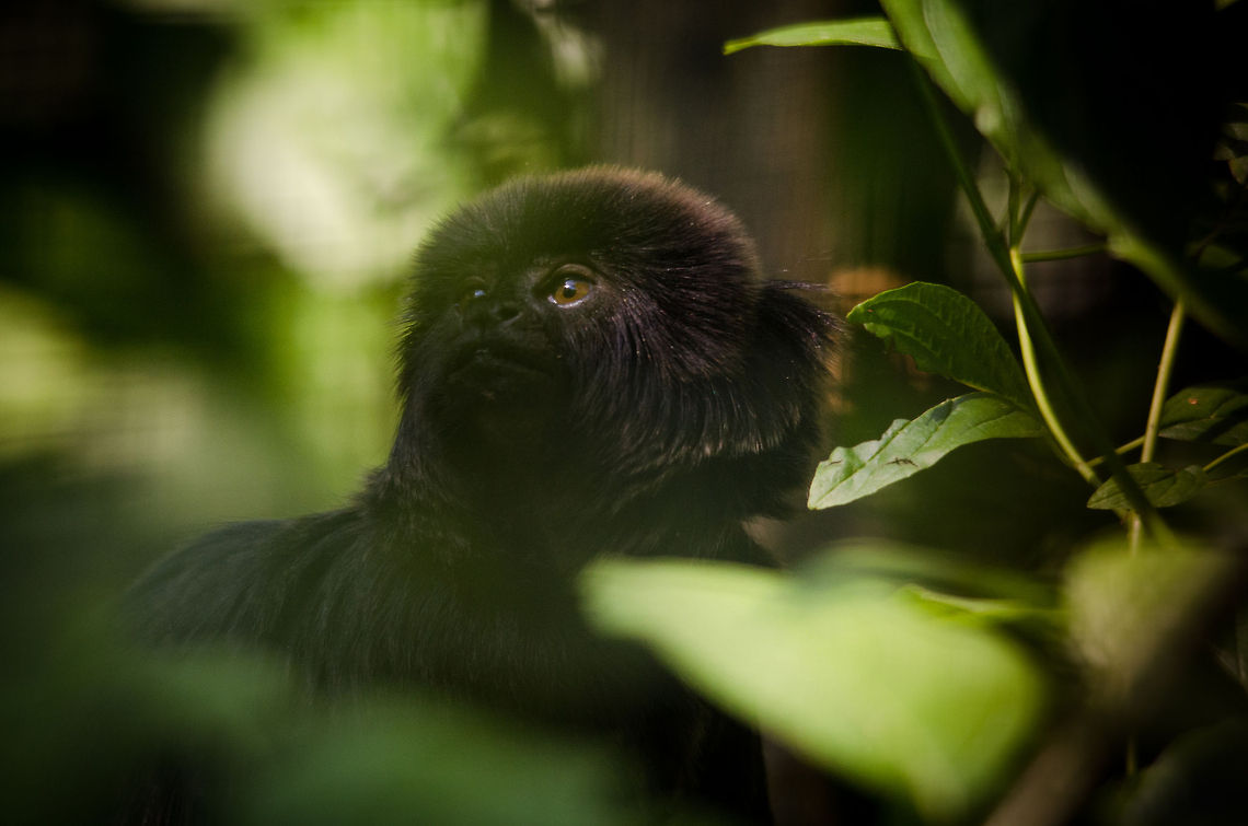 Goeldis marmoset in Zoo Parc Overloon Again a poor quality photo, but an interesting species nevertheless, originating from the depths of the Amazon forest. In dutch they are aptly named "Jump Tamarins", as they can jump 3-5 meters far. Another notable feature is their high pitch call that sounds like a bird. Callimico goeldii,Europe,Goeldis marmoset,Netherlands,Zoo Parc Overloon